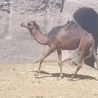 شتر. حشی. بلبون