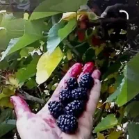 شاه توت خوشمزه