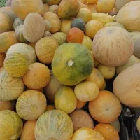 گرکه ی محلی سرشیوهلوچه خورشتیلوبیاسبزتماته