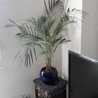 گل آپارتمانی اریکا