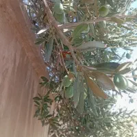 سلام.بنده چوب برهستم وخریدار انواع درخت.خشک.وتر