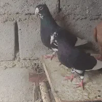 پلنگ سیاه