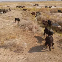 بز کهره دار