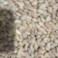 فروش بادام تلخ..