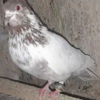 کبوتر