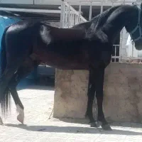 خالص ایرانی