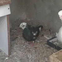 فروش کبوتر