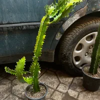 گل و گیاه کاکتوس