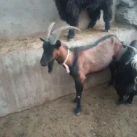بز آلپاین