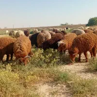 بره گوسفند کوچیک و بزرگ برای نزری قیمت مناسب