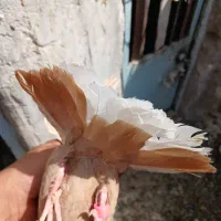کبوترخوشکل