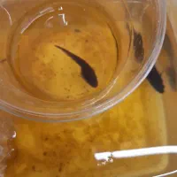 ماهی فایتر|ماهی|شیراز, شهرک فرهنگیان|دیوار