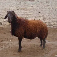 زبح گوسفند پذیرفته میشود گوسفند زنده هم موجوده