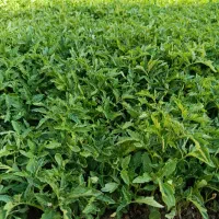 نهال گوجه و پیاز