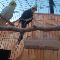 جفت عروس هلندی