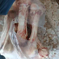 مرغ منجمد بال بازو قلم پاچه گوساله دنبه و غیره