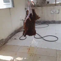 جگر سالم ۱۰۰% تضمینی