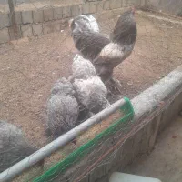 مرغو خروس برهما