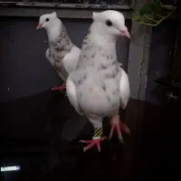 جفت طوق سور