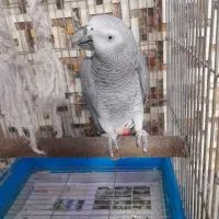 کاسکو