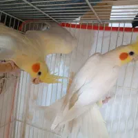عروس هلندی