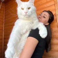 گربه مینکون وارداتی Maine Coon