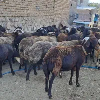 ۳۶ راس میش افشار درجه یک جوان داشتی ( قوچ بره