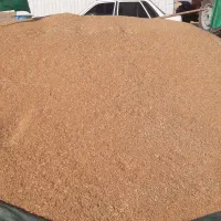 گندم اوج برای فروش