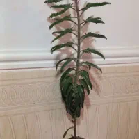 گل طبیعی از ۴۰تومن
