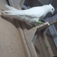 سفید بهبونی بی عیب معاوضه