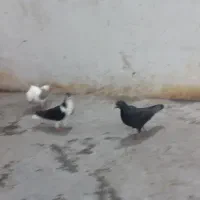 کفتر|پرنده|مشهد, ایثارگران|دیوار