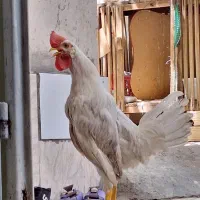 خروس