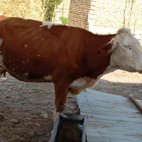گاو شیری