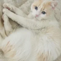 گربه گمشده