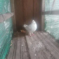 پشت دار