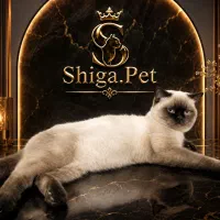 بریتیش Shorthair colorpoint (Seal Point) نر ۱۰ ماه