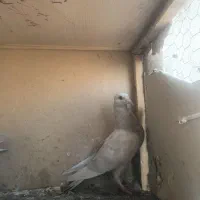 یک عدد کفتر مغلف کرم هفت رنگ
