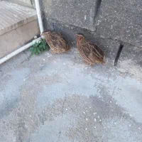 دو عدد بلدرچین سالم وسرحال