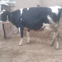 گاوشیری