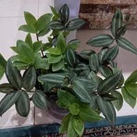 گل های زیبا طبیعی  شاداب