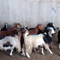 حیوانات مزرعه