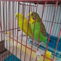 یک جفت مرغ عشق زیبا