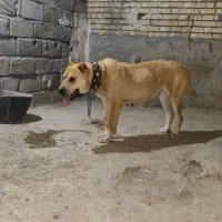 سگ گله|سگ|قلندر آباد, |دیوار