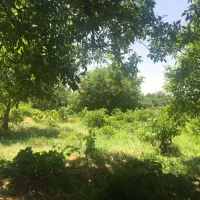 فروش-باغ-میوه