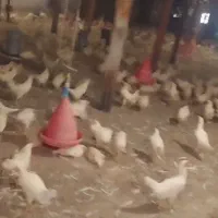دوتک هلندی دم تخم