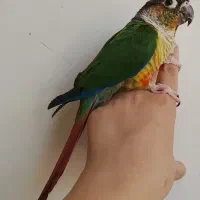 گرینچیک ماده بالغ دستی بسیار زیبا