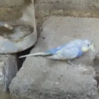 مرغ عشق و عروس هلندی