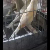 قناری نر