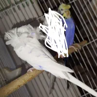 مرغ عشق پروانه ای نر