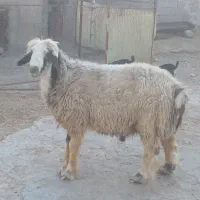 کهره بره میش بز قوچ